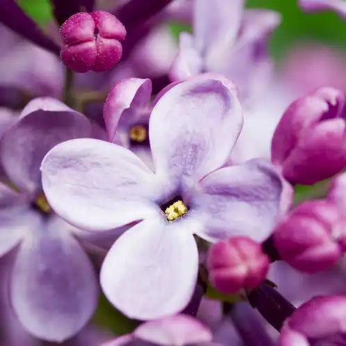 "Shalom" everywhere organic fragrance spray